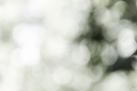 Gray bokeh out of focus background from nature forestの写真素材