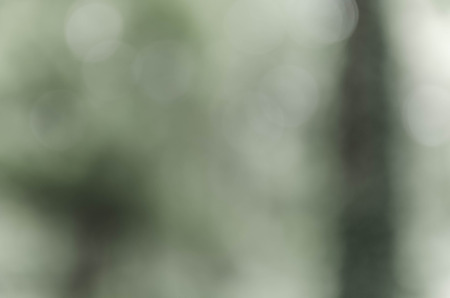 Gray bokeh out of focus background from nature forestの写真素材