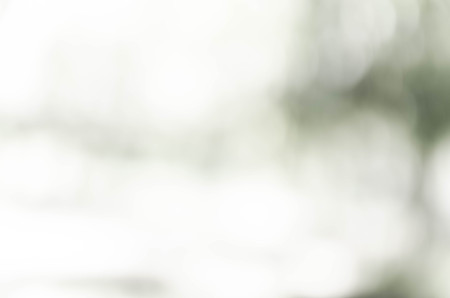 Gray bokeh out of focus background from nature forestの写真素材