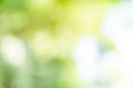 Green bokeh out of focus background from nature forestの写真素材