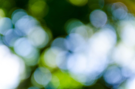 Green bokeh out of focus background from nature forestの写真素材