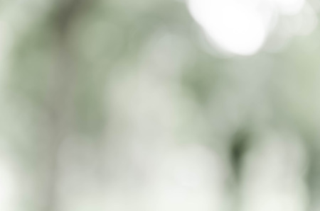 Gray bokeh out of focus background from nature forestの写真素材