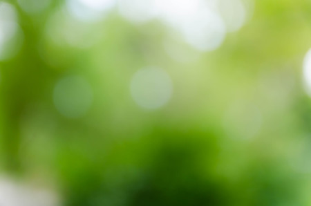 Green bokeh out of focus background from nature forestの写真素材