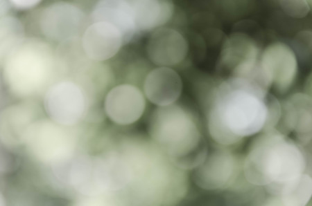 Gray bokeh out of focus background from nature forestの写真素材