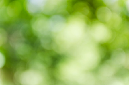 Green bokeh out of focus background from nature forestの写真素材