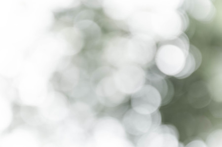 Gray bokeh out of focus background from nature forestの写真素材