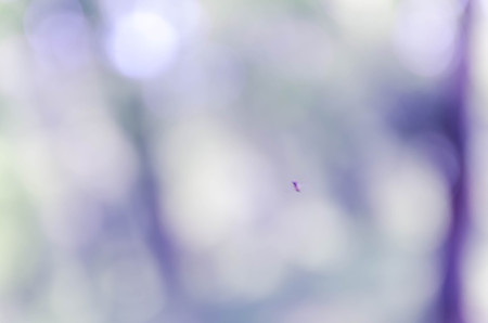 Blue bokeh out of focus background from nature forest