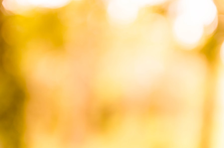 yellow bokeh background from nature under tree shade