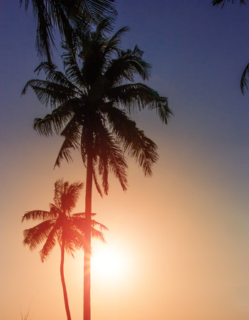 Blue sky through palm trees. Vintage filterの写真素材