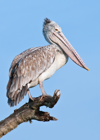 Pelican on a tree. Birds of Sri Lanka. Yala national Park.の写真素材