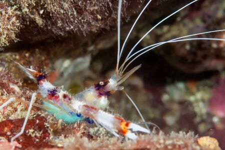 Striped shrimp (Stenopus hispidus) climbed on the coral. Underwater macro photographyの写真素材