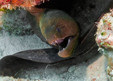 Moray eels come out of hiding in search of prey. Underwater macro photography
