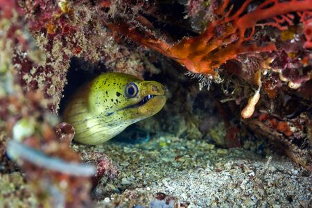 Moray eel poked out of the hole waiting for preyの写真素材