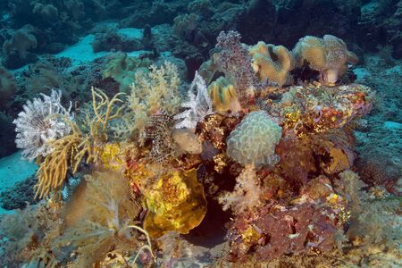 Colorful variety of soft corals in one block. Underwater photography