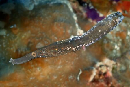 Robust Ghost Pipe fish. Underwater macro photography, Philippines.の写真素材