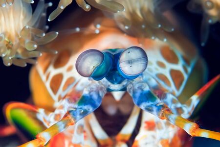 Peacock mantis shrimp gets out of his burrow. Underwater macro photographyの写真素材