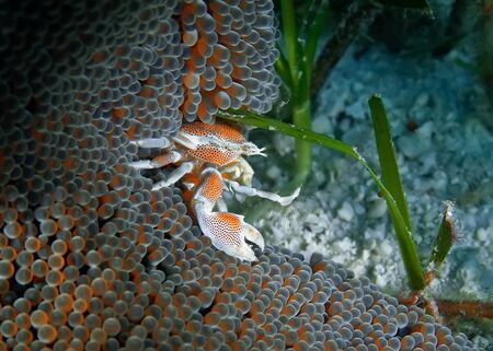 Anemone crab hiding in its anemone and waiting for its prey. Underwater photography, Philippines.の写真素材