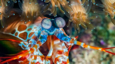 Peacock mantis shrimp gets out of his burrow. Underwater macro photographyの写真素材