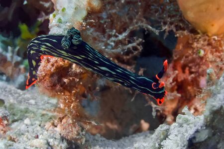 Nembrotha kubaryana nudibranch crawling on the coral. Underwater photographyの写真素材