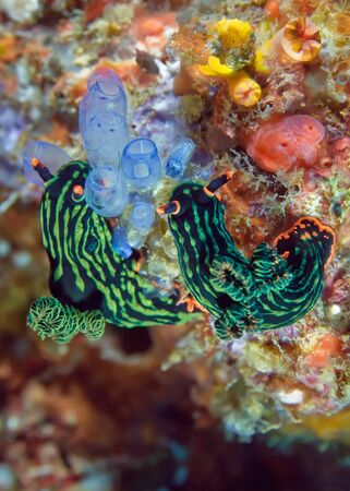 Two Nembrotha kubaryana nudibranch crawling on the coral. Underwater photography, Philippines.の写真素材