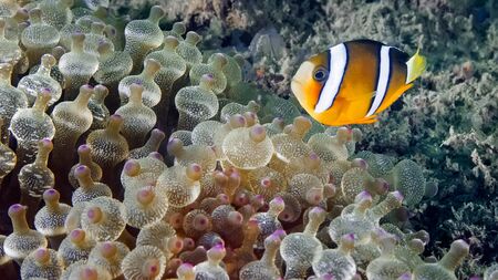 Clown fish swimming in its anemone. Underwater photographyの写真素材