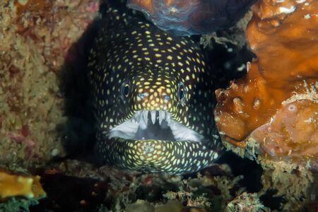 A black Moray eel with yellow spots looks out of its burrow. Waiting for its prey.