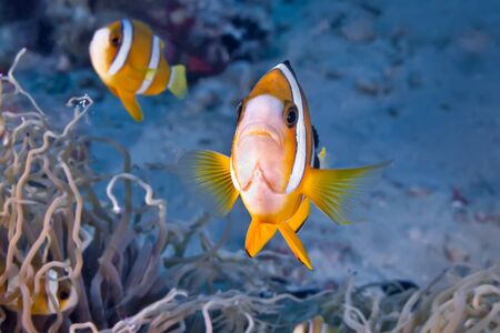 Clown fish swimming in its anemone. Underwater photographyの写真素材