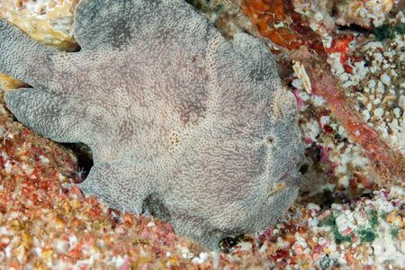 White frogfish crawling on the coral. Underwater photography, Philippines.