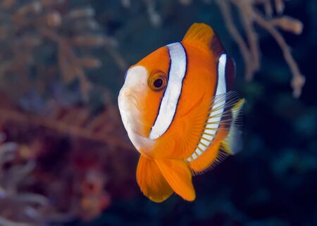 A clown fish swims next to its anemone. She glares at the passing divers. Underwater photography, Philippines.の写真素材