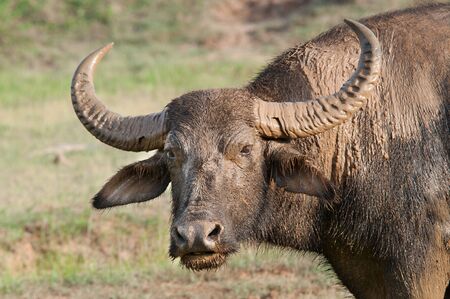 Wild Buffalo after a favorite mud bath. Now not afraid of any flies or gadflies or mosquitoes. Sri...