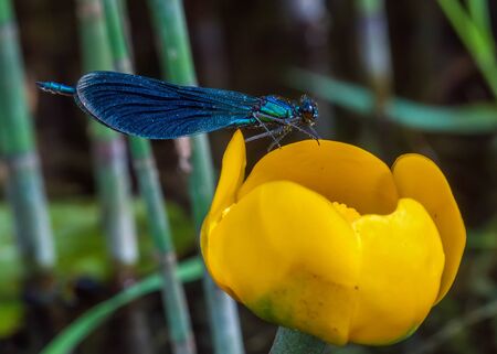 A blue dragonfly landed on a bright yellow water lily.
