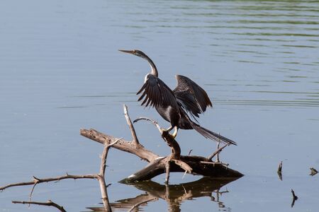 Oriental darter (Anhinga melanogaster) drying wings sitting on a tree in a National Park of Sri...