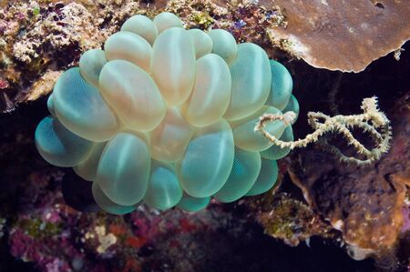 Soft corals on the reefs of coastal waters of Malaysiaft.   Bubble coral.の写真素材