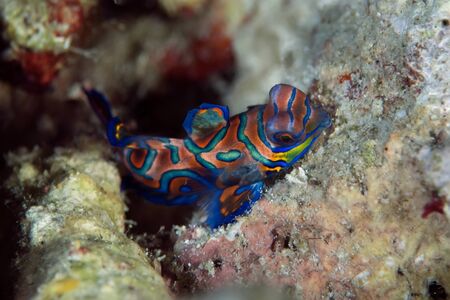 Mandarins (Synchiropus splendidus) are reef dwellers who prefer protected lagoons and coastal reefs....