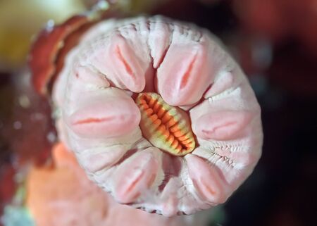 Soft corals from the family Xeniidae, close-up tentacle of soft coral. Philippines