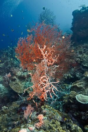 Hard coral gorgonaria (Aqabaria splendens) on the background of blue water. Underwater photography,...