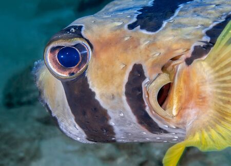 Fish-hedgehog closeup looks directly into the camera lens. Underwater macro photography