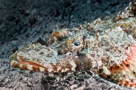 Head of a crocodile fish close-up. It lies at the bottom, waiting for its prey. Underwater macro photographyの写真素材