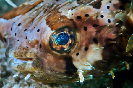 Blotched Porcupinefish are similer to pufferfish but additionally they have large spines, which...