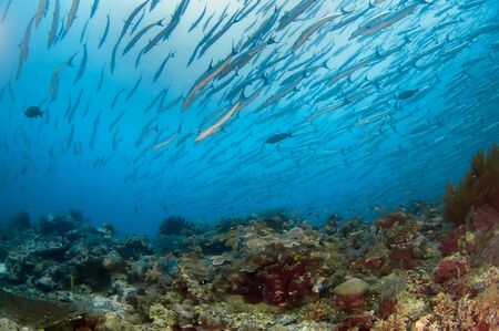 A large flock of barracudas swims over a coral reef. Underwater photography. Malaysia.の写真素材