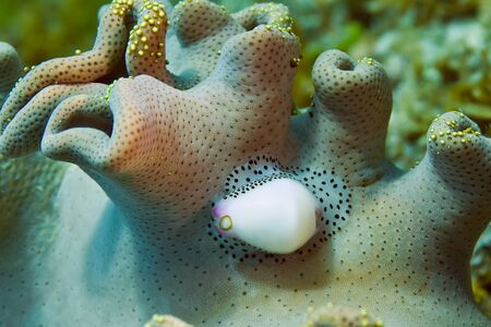 Nudibranch crawls on the coral. His body is white, and his skirt has black polka dots. Underwater...