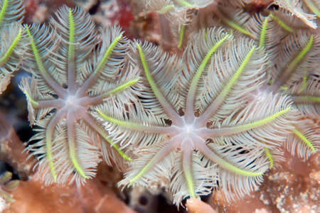 Soft coral from the family Xeniidae. Tentacles close-up. Underwater photography. Philippines