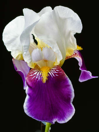 A bearded iris flower isolated on a black background. Beautiful flower with white and purple...