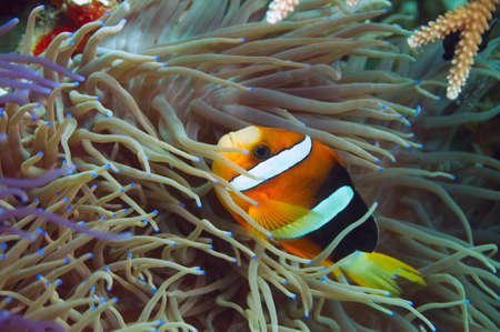 The clown fish swims in its anemone. It has a bright orange color with white transverse stripes, yellow fins and tail. Underwater photographyの写真素材