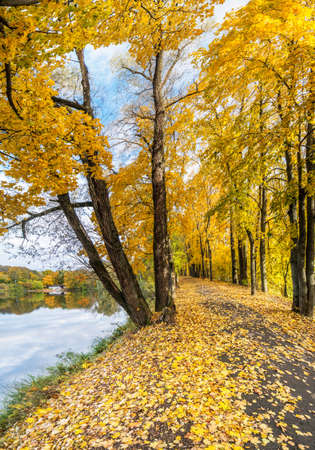 Maple alley along the lake in autumn. Yellow leaves cover the ground. The lake reflects the sky with...