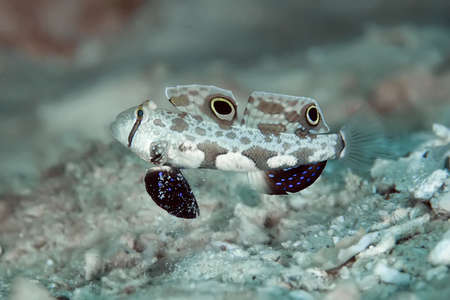 Crab-eyed goby. The body is pale, broadly marbled brown, and the head is large, with a reddish...