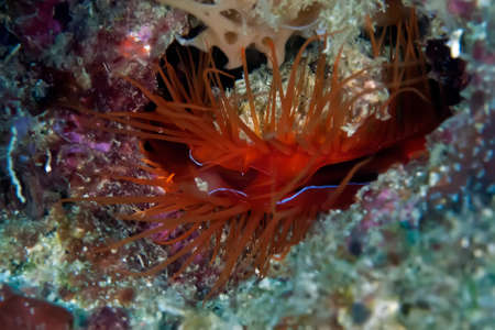 Electric shell with blue electric flashes among corals. Philippines.