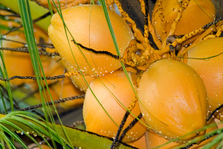 Close-up of coconut balls after rain, hanging in clusters on a palm tree. Mahe Island. Seychelles.