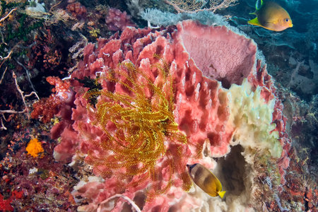 Bright and diverse marine life. In the foreground is a bright sea Lily (Crinoidea) attached to a...