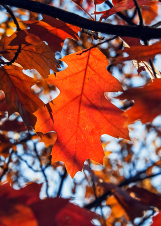 Autumn red oak leaf shines in the sun against the blue sky. Nature of Russia.